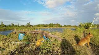 Vietnam Cai Luong, Nhac co. Chill