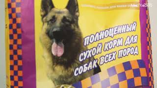 Обзор корма Фаворит Актив для собак всех пород Обзор корма Фаворит Актив для собак всех пород