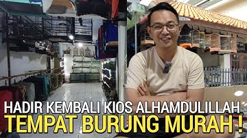 BEGINILAH ! KIOS ALHAMDULILLAH SEKARANG TEMPAT OBRAL BURUNG MURAI DI JAKARTA TIMUR 