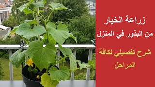 زراعة الخيار في المنزل من البذور الى الاثمار | مواعيد زراعة الخيار وشرح تفصيلي شامل