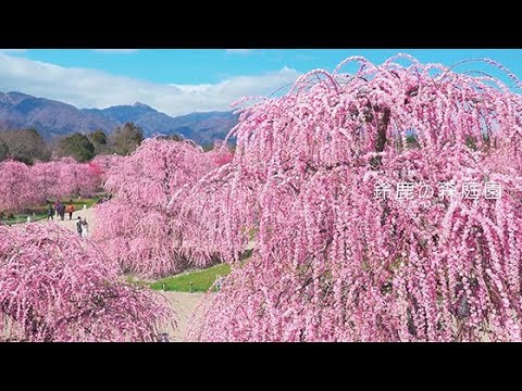 しだれ梅 鈴鹿の森庭園 Youtube しだれ梅 鈴鹿の森庭園 Youtube