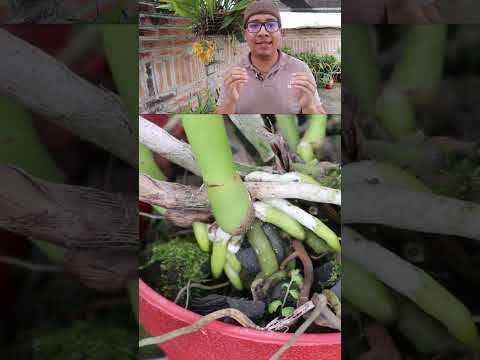 Video: ¿Qué son los zarcillos de orquídeas? ¿Es esta una raíz o tallo de orquídea que crece en mi planta?