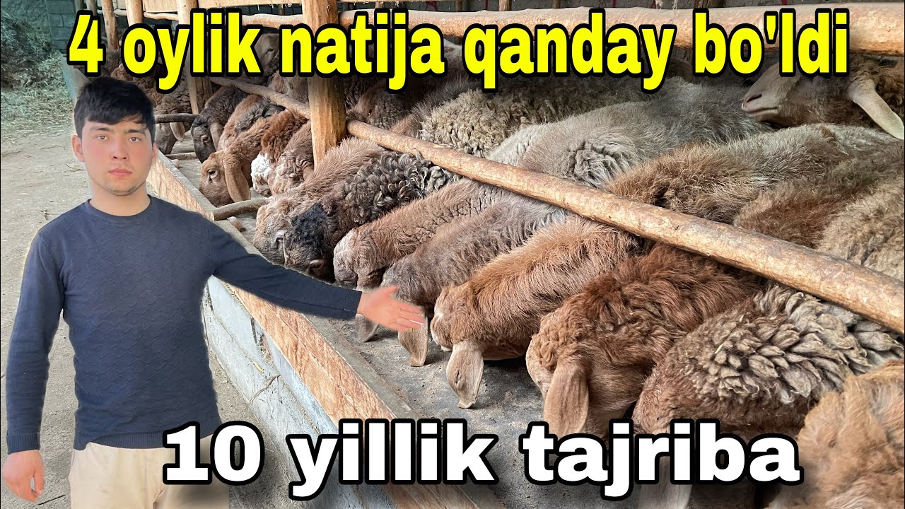 Qochqor Boqish Siri! Qanday Yem Bersangiz Tez Semiradi va Kuchga Kiradi?