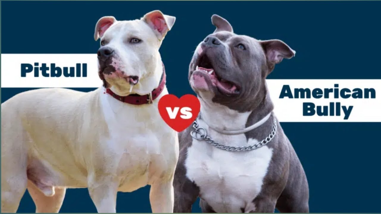 Pitbull vs .American Bully What’s The Difference? YouTube
