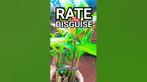 Avocado Crashes ZZ Plant Party! #shorts #comedy #funny #garden #humor