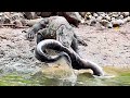 Omg 😱😱 Komodo Dragon Swallows a Huge Carcass Of a River Eel