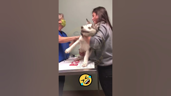 💉🐾 ESPLOSIVA Reazione al Vaccino! Husky IMPAZZISCE dopo l'Inoculazione! 💉🐾 #shorts #husky