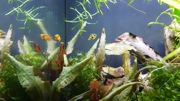 Fluval Flex 15 update April 16, 2018