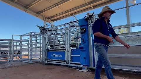 Automatically weighing young heifers with a Te Pari Taurus HD3 Crush