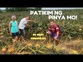 CANADIAN Family Learn Filipino Language In PHILIPPINES LARGEST Pineapple Fields