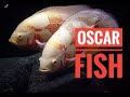 New White and Black Oscar Fish Tank how to care Oscar Fish | Aruna Namal