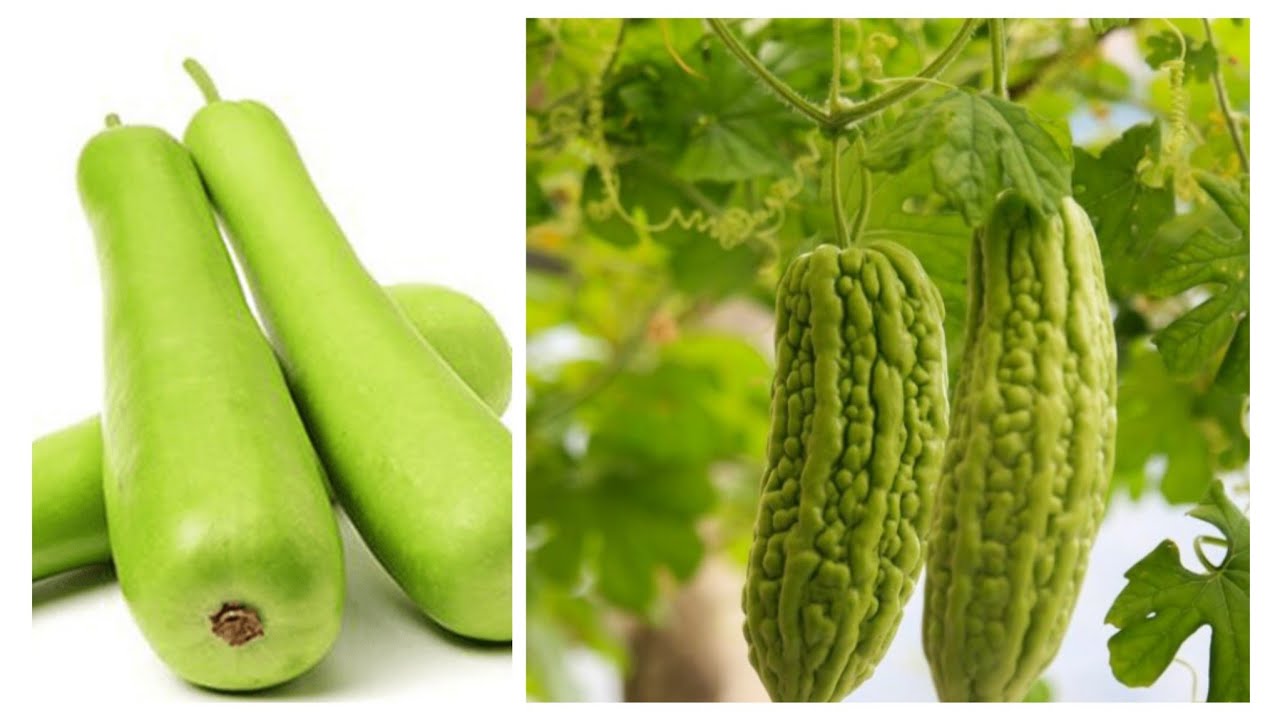 How to Germinate Bottle gourd and Bitter gourd seeds in home garden