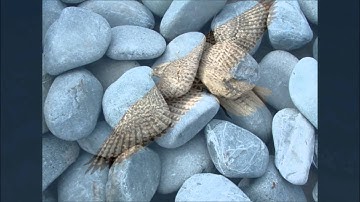 نهاوند الشيخ محمد صديق المنشاوي سوره الفيل وقريش ..رحمة الله