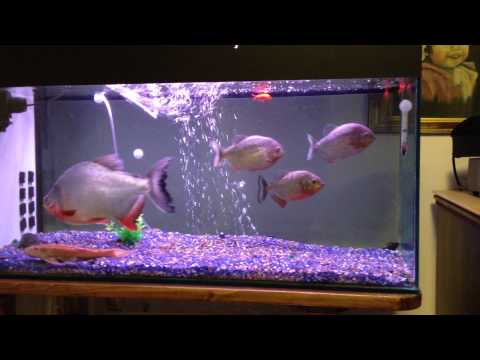 Video: Pesce piranha: descrizione e foto