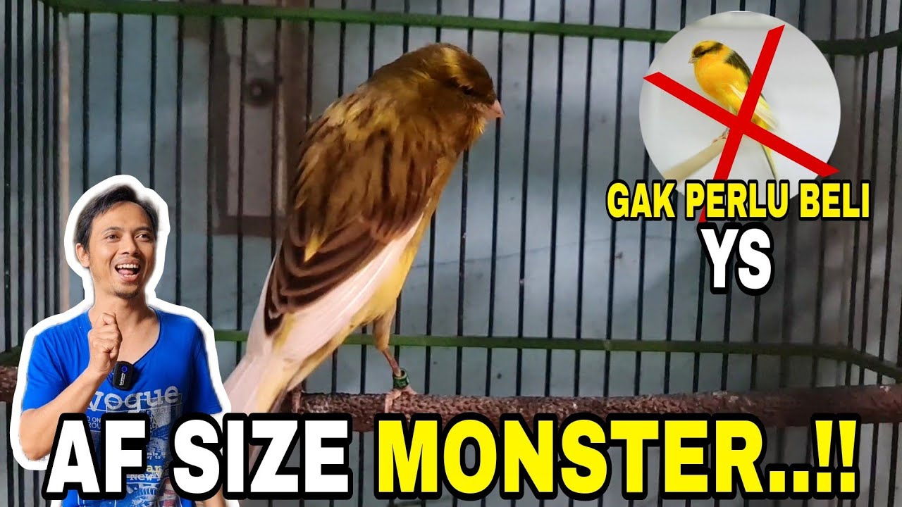 BUSETTT‼️AF -F1 SEGEDE GABAN GINI BENERAN GAK USAH BELI YS.( RING P2N BERINGIN )