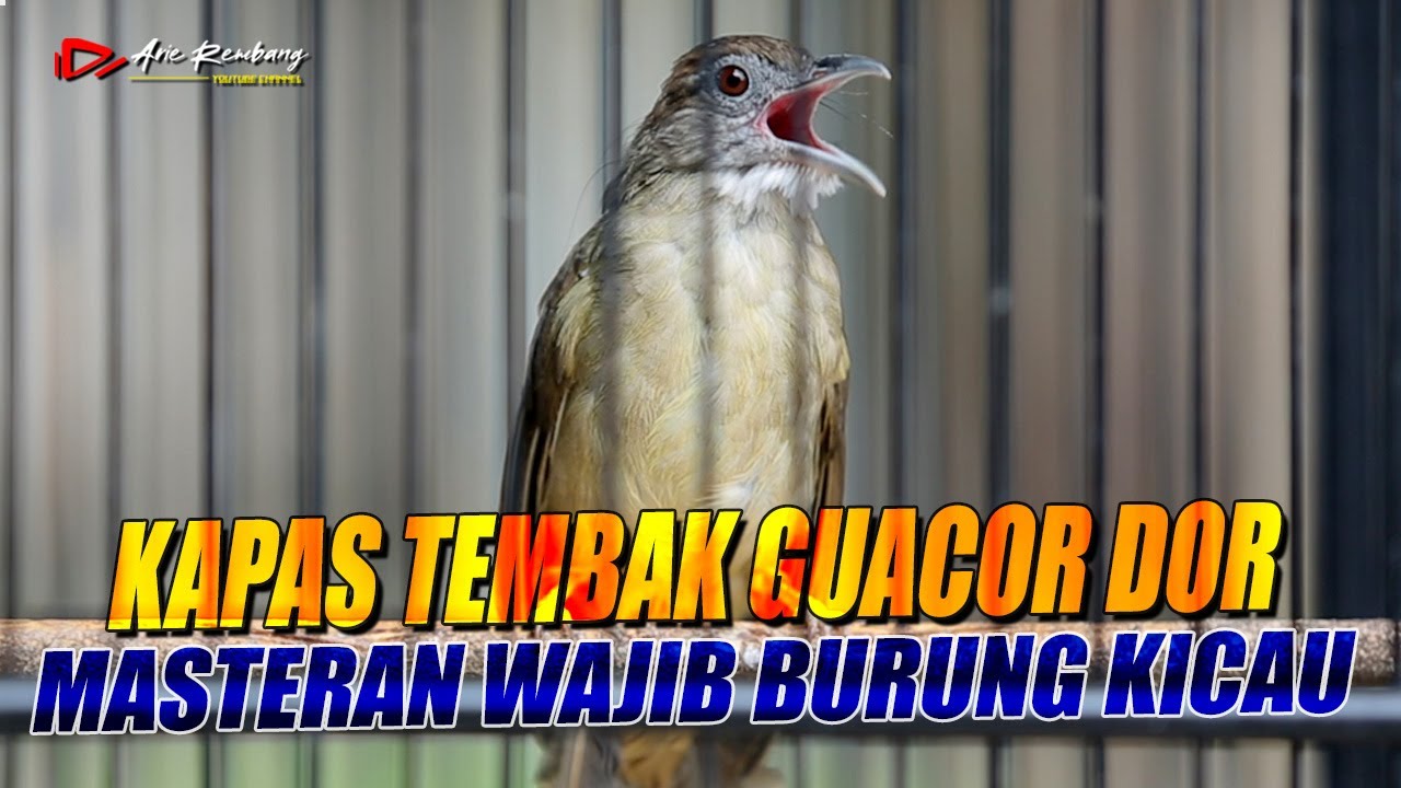 KAPAS TEMBAK GUACOR DOR !! masteran wajib buat burung kicau audio jernih dengan suara air mengalir