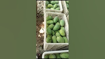 Export Quality Mango 🥭. Imran Traders, Shujabad, Multan, Pakistan