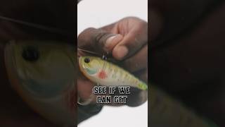 Shad vs Bream: What Wins Big Bass? #shorts