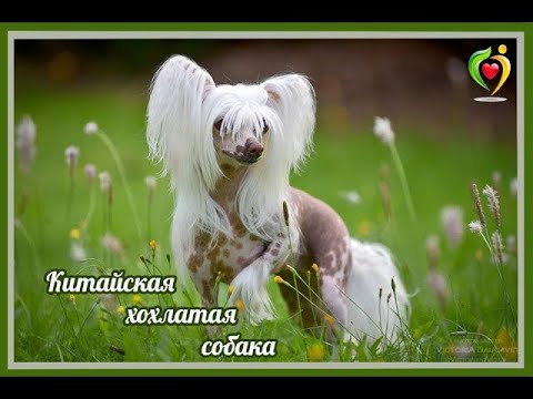 Выбираем породу. Китайская хохлатая от А до Я