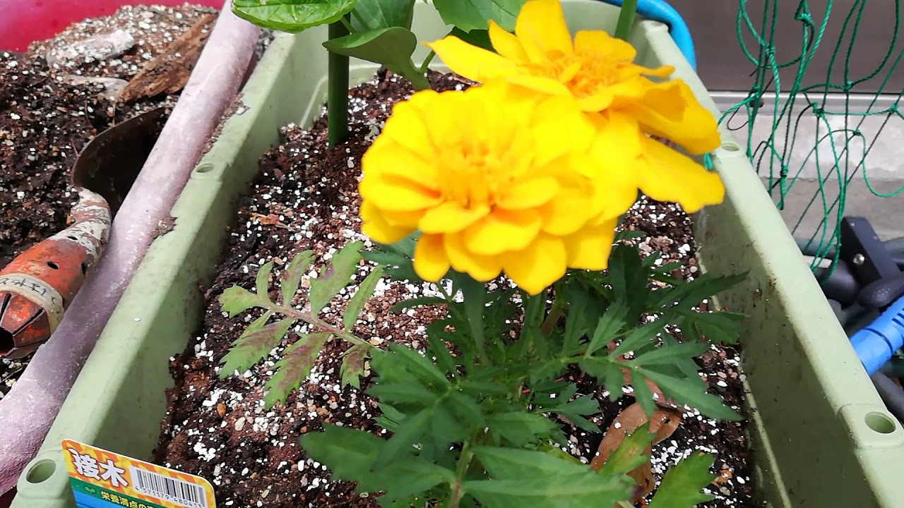 ゴーヤ 植えました コンパニオンプランツ のマリーゴールドで連作障害対策しました 年5月6日 Youtube ゴーヤ 植えました コンパニオンプランツ のマリーゴールドで連作障害対策しました 年5月6日 Youtube