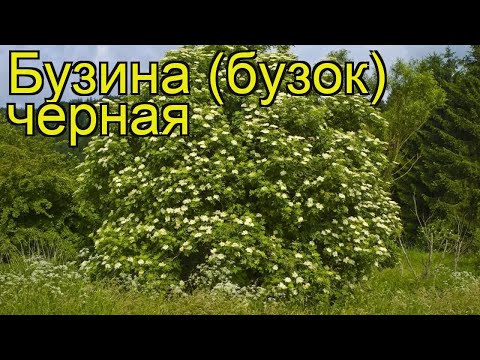 Video: Liečivé Vlastnosti čierneho Bazy (Sambucus Nigra)