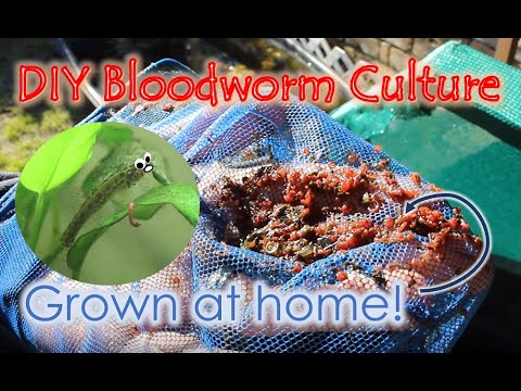 Grow Your Own Bloodworms/Daphnia at Home!