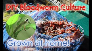 Grow Your Own Bloodworms/Daphnia at Home!