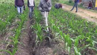 Alat Penyiang Gulma Pembuat Bedengan Jagung