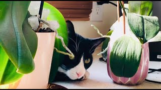 Tuxedo cat Rascal in his indoors jungle 🌷 by ThatRascal 84 views 2 years ago 22 seconds