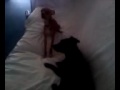 my puppys