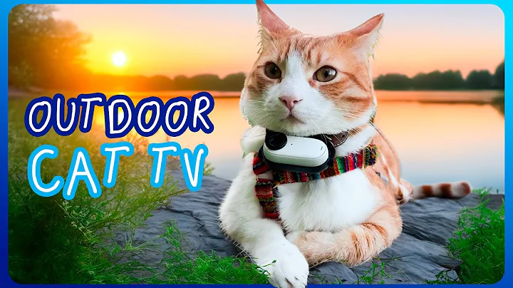 Watch the video about CAT TV Recorded By A CAT - Exploring Peaceful Forest ( Netherlands 🇳🇱 )