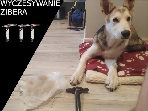 Wideo: Jak długo schnie podszerstek?