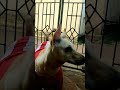 cutee #shorts #trending #youtubeshorts #ytshorts #dog #shortvideo