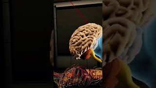 VR Human Anatomy Interactive Showcase | Explore Body Parts in Virtual Reality