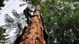 Rotten Tree Take Down