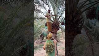 دامها السالفه في ٥ مليون ما راح انزل من النخل 😬
