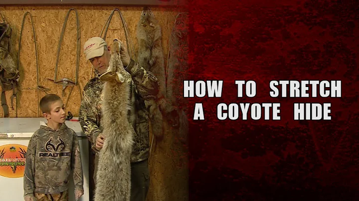 How to stretch a coyote hide