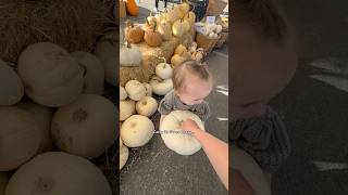 GETTING PUMPKINS: Taking my 14 mo for the first time! #pumpkinpatch #pumpkinpicking #pumpkins