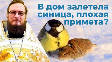 В дом залетела синица, плохая примета?  Священник Антоний Русакевич