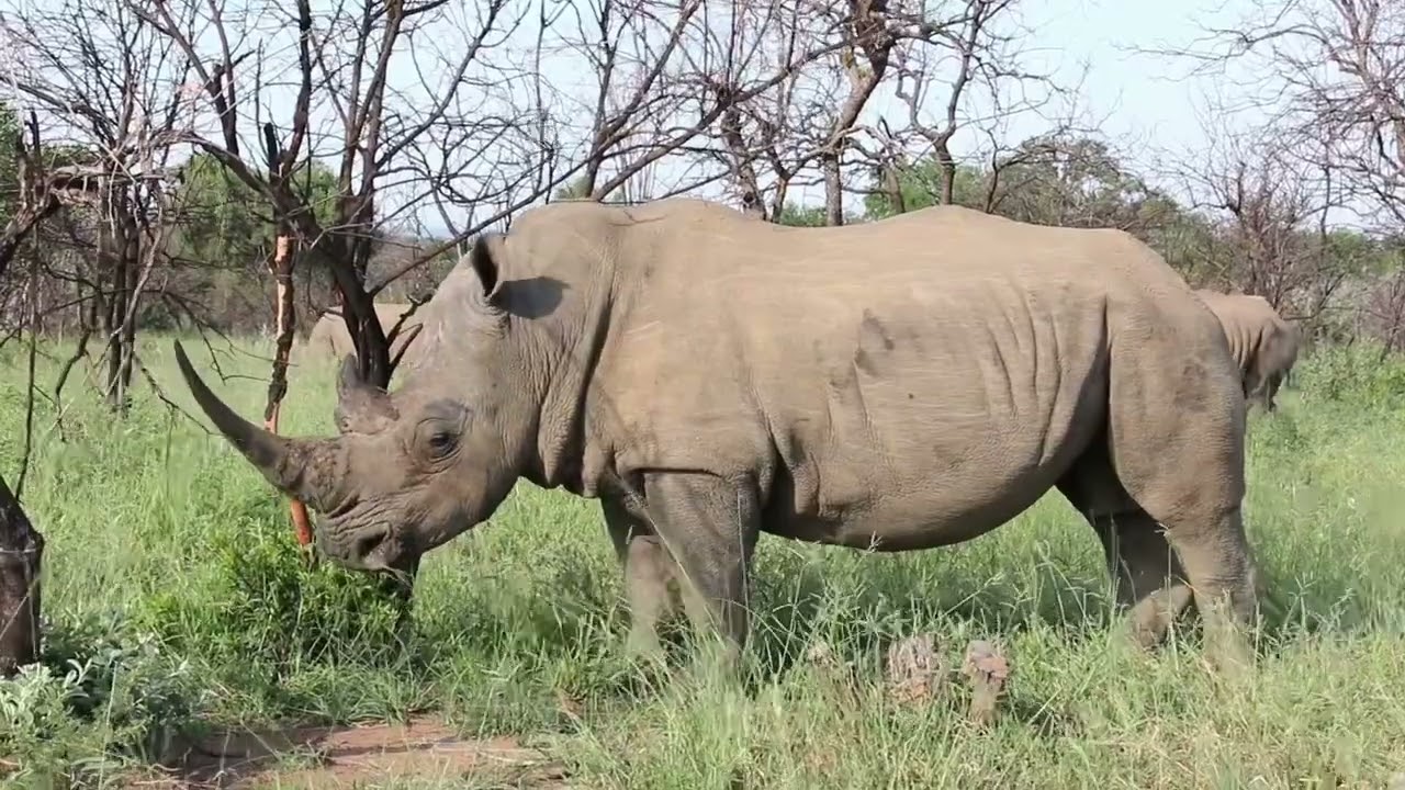 We didn’t expect to find Rhino’s with their horn at Bela-Bela