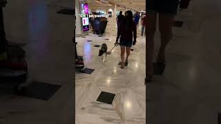 Hey, can I pet your dog Walking with a Cute Pitbull through Las Vegas, NV. Pet-friendly hotel