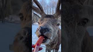beautiful Reindeer eating carrot cute animal #shorts #youtubeshorts #Reindeer #beautifulanimals