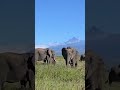 Herd of Elephants Grazing Peacefully with Their Cubs All Day 🐘🌿