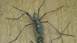 Crane Flies (Tipulidae) Mating