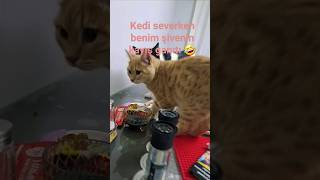 Seni̇ Gi̇di̇ Topal Kedi Severken Şivesi Kayan Var Mı シ