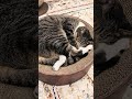 寝ている猫のお腹🐱 - Cats belly - #shorts #cat