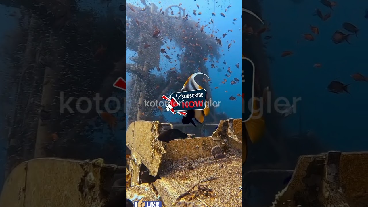 bagaikan aquarium dalam laut