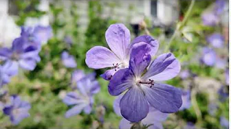 Great Gardening | Navigating Weather, Pruning Tips, and Fall Garden Prep