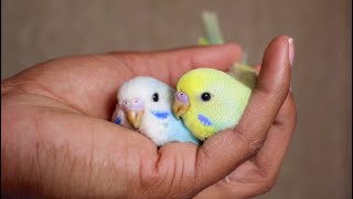 Random Budgie Moments 🥰 by Budgie Breeder1 2,357 views 1 year ago 3 minutes, 35 seconds