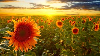 Love Theme from &quot;Sunflower&quot;  -  Henry Mancini